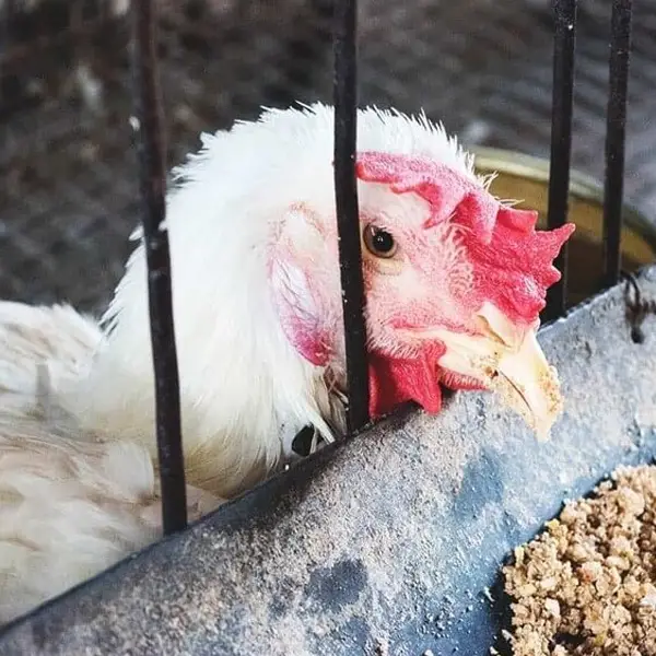 Cách Phòng Trị Bệnh Tiêu Chảy Phân Trắng Ở Gà Hiệu Quả Và An Toàn