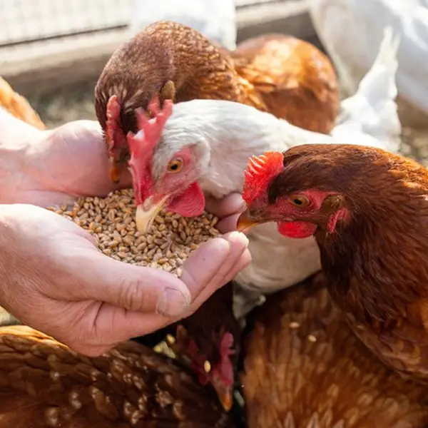 Chế Độ Ăn Và Chăm Sóc Gà Hậu Bị Lên Giống Hiệu Quả Nhất
