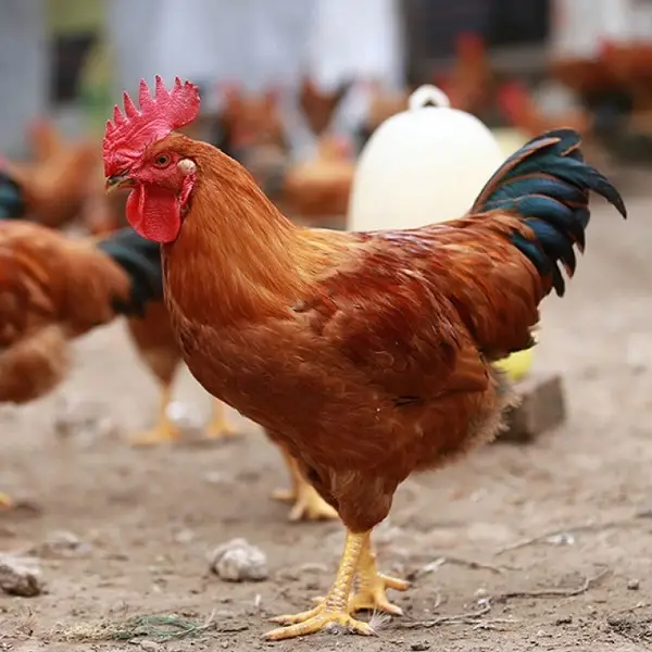 Hướng Dẫn Kỹ Thuật Nuôi Gà Lạc Thủy Chuẩn Để Đạt Hiệu Quả Cao Nhất