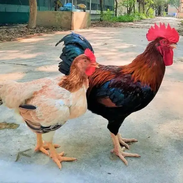 Hướng Dẫn Nuôi Gà Mía Thương Phẩm Tại Nông Hộ Hiệu Quả