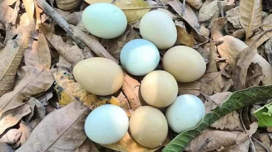 Giá Trị Dinh Dưỡng Của Trứng Chim Trĩ