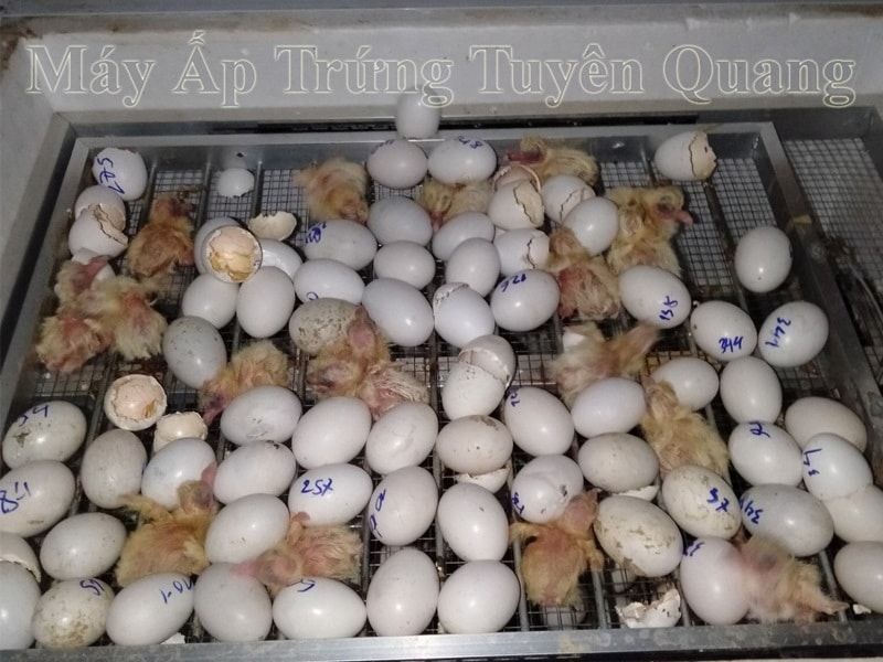 Trứng bồ câu nở sau bao nhiêu ngày ấp