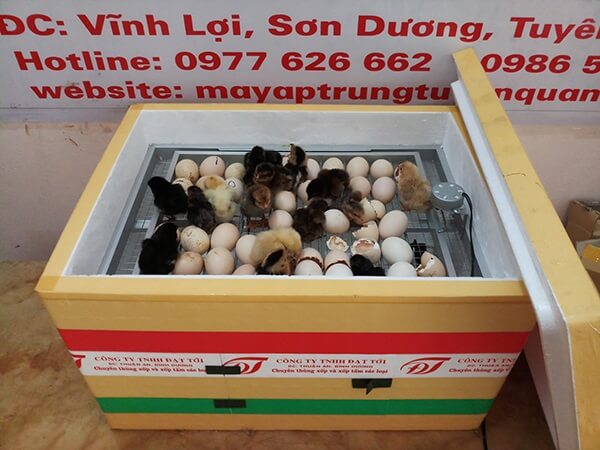 may-ap-trung-thung-xop-60-trung Kinh Nghiệm Chọn Máy Ấp Trứng Gà Tốt Nhất Ở Sơn La