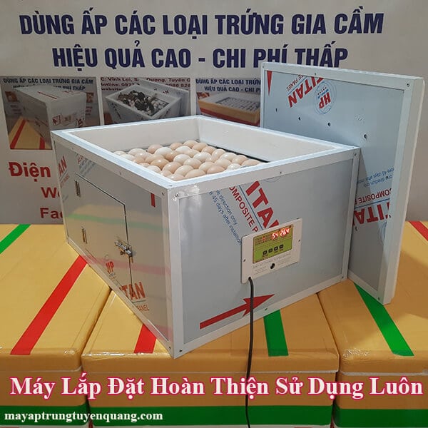 may-ap-trung-vit-mini-tai-Tiền Giang