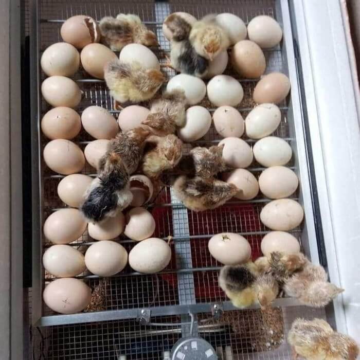 Cách lựa chọn máy ấp trứng