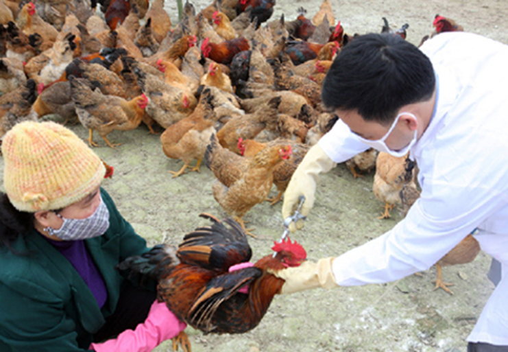 Bảo vệ đàn gà khỏi bệnh dịch tả