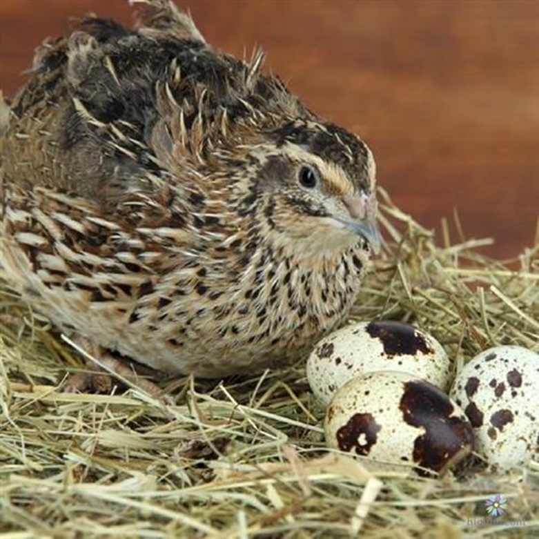 Quy Trình Kỹ Thuật Ấp Trứng Chim Cút Bằng Máy Ấp Trứng Đạt Hiệu Quả Cao