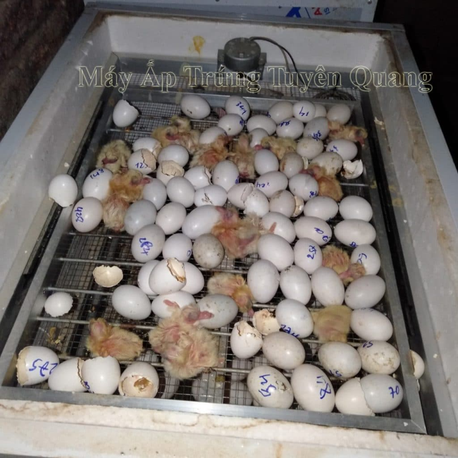 Trứng bồ câu nở sau bao nhiêu ngày ấp