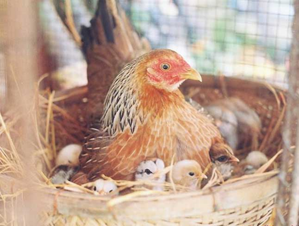 cách nhận biết gà không đẻ trứng