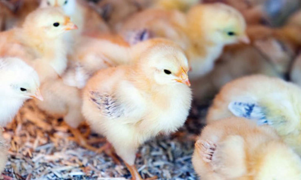 Cách chăm sóc và nuôi dưỡng gà con mới nở