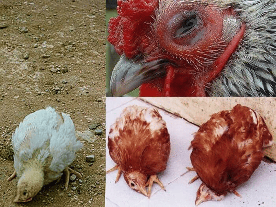 bệnh viêm phế quản truyền nhiễm ở gà