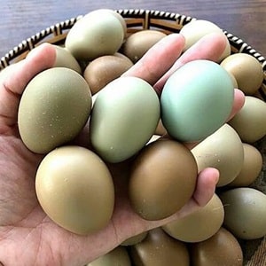 trứng chim trĩ có tác dụng gì
