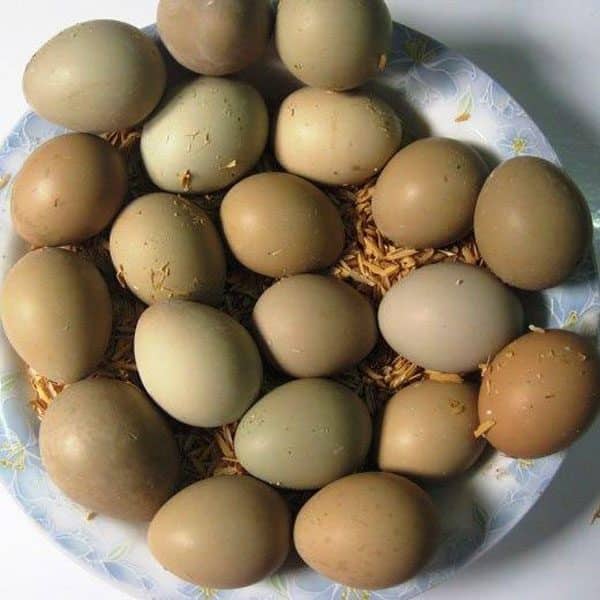 trứng chim trĩ có tác dụng gì