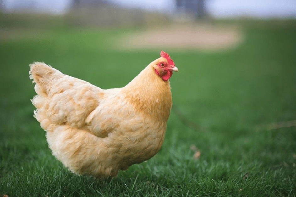 Orpington là loài gà đẹp nhất và khá phổ biến trên thế giới.