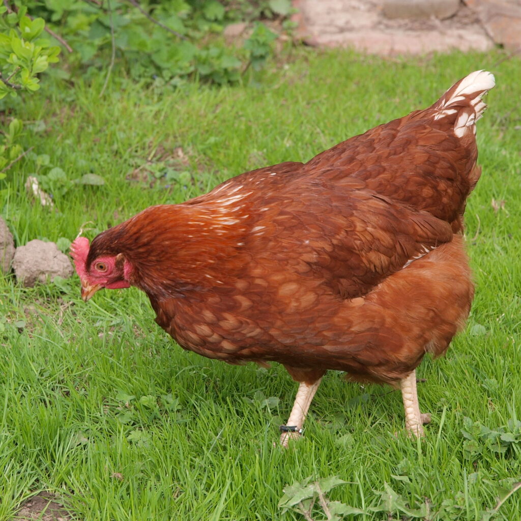 kỹ thuật chăn nuôi gà hữu cơ