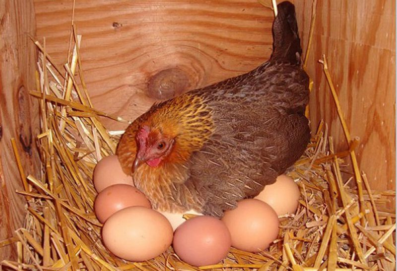 Cho gà ăn gì để gà đẻ nhiều trứng