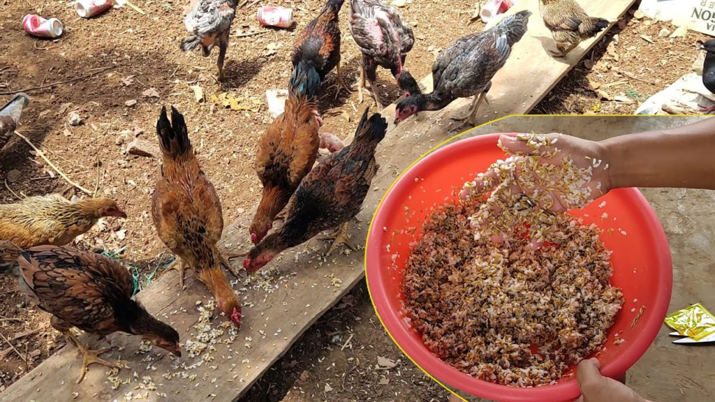kỹ thuật chăn nuôi gà hữu cơ