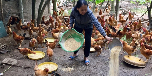tính toán chi phí nuôi dưỡng và chăm sóc 100 con gà con thả vườn