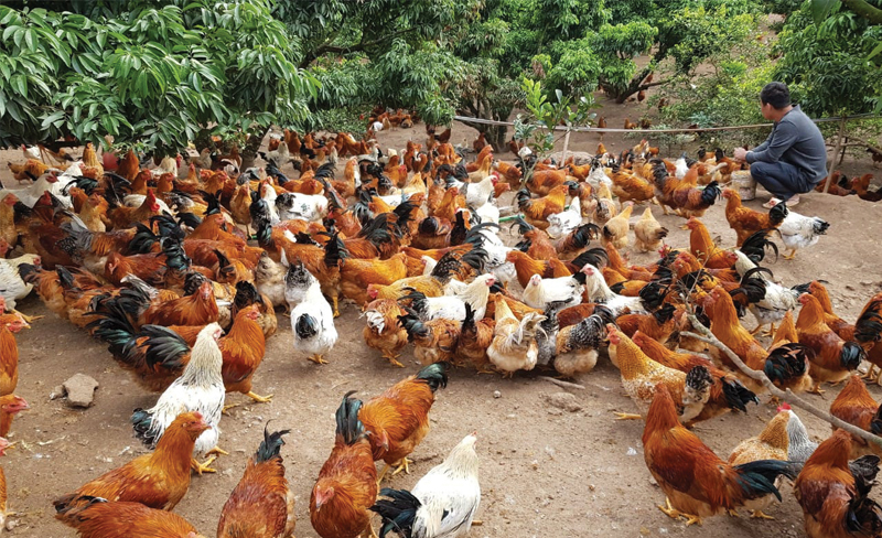 lập kế hoạch chăn nuôi gà thả vườn