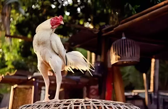 cách nuôi gà chọi khỏe